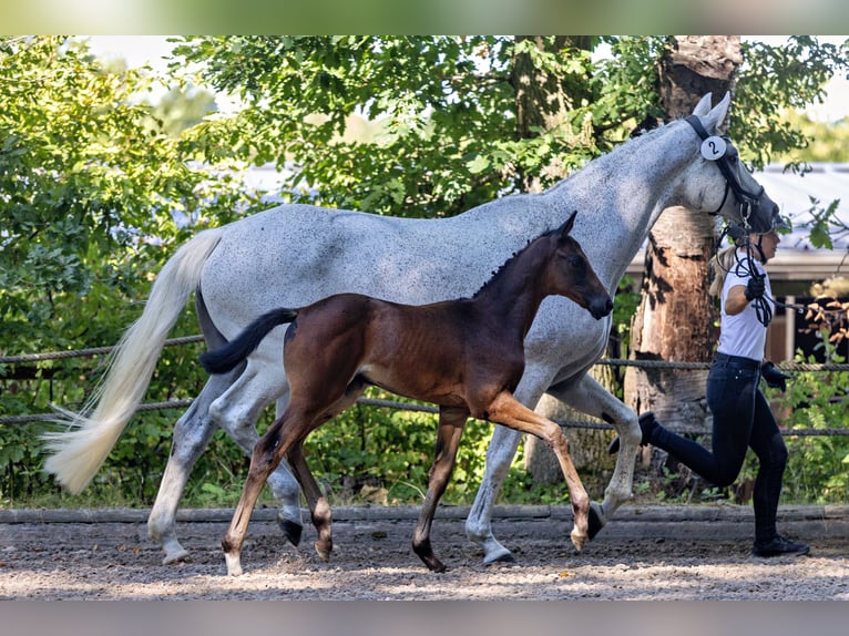 Trakehner Mare Foal (06/2026) Can be white in Wesel