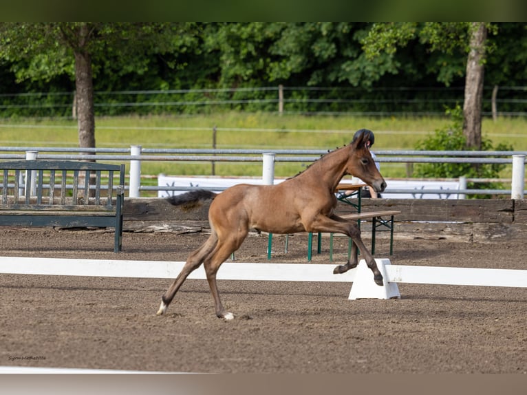 Trakehner Mare Foal (04/2026) Can be white in Aukrug