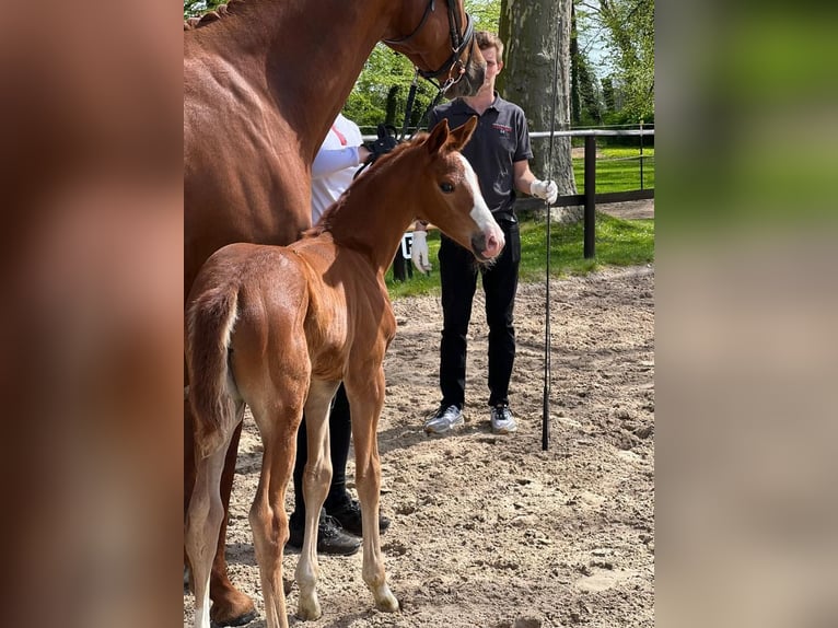 Trakehner Mare Foal (04/2023) Chestnut-Red in Ueckermünde