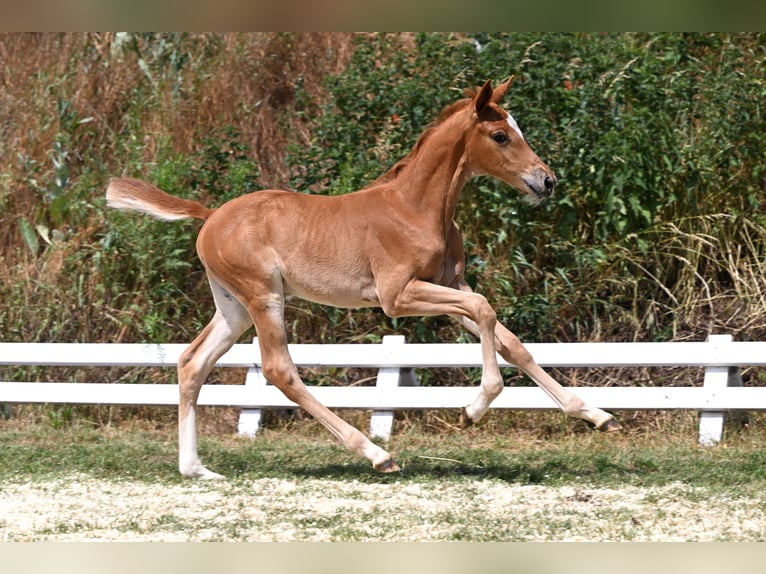 Trakehner Mare Foal (05/2026) Chestnut-Red in Bismark