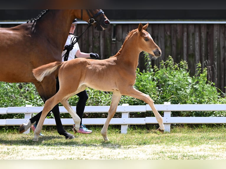 Trakehner Mare Foal (05/2026) Chestnut-Red in Bismark