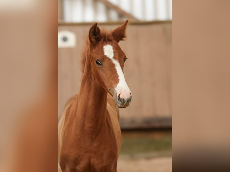 Trakehner Mare Foal (04/2024) Chestnut-Red in Uslar