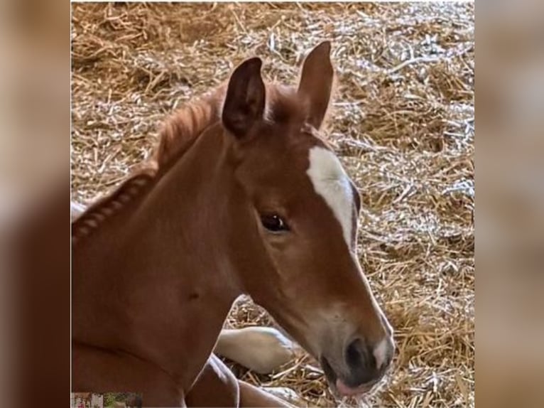 Trakehner Mare Foal (06/2026) Chestnut-Red in Dietersheim