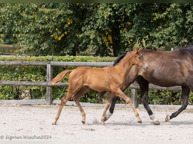 Trakehner Mare Foal (05/2024) Chestnut in Seeligstadt