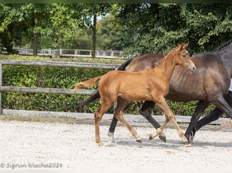 Trakehner Mare Foal (05/2024) Chestnut in Seeligstadt