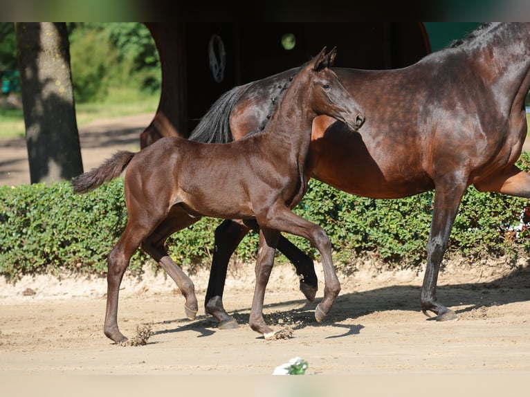 Trakehner Mare Foal (04/2026)  in Rödinghausen