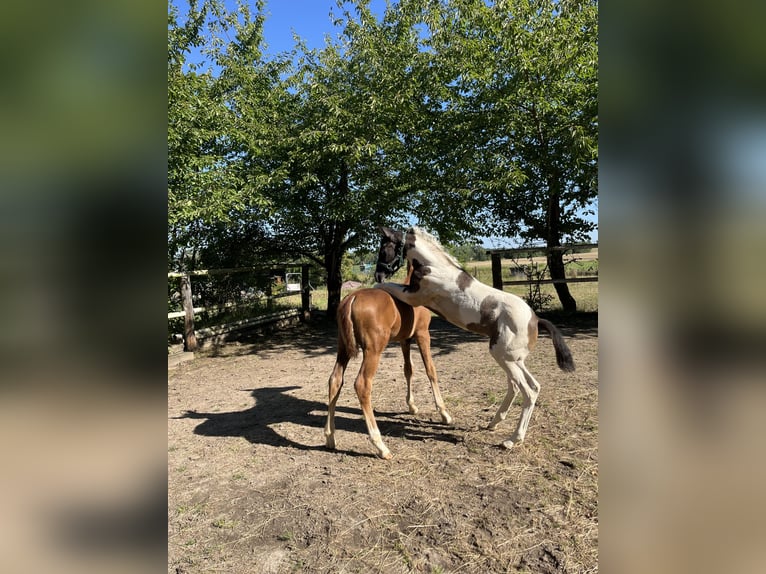 Trakehner Mare Foal (06/2024) Pinto in Oschatz