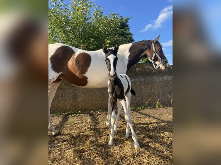 Trakehner Mare Foal (06/2024) Pinto in Oschatz