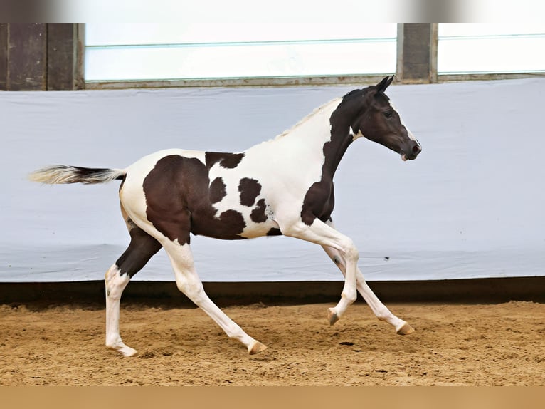 Trakehner Mare Foal (02/2025) Pinto in Abtsgm&#xFC;nd