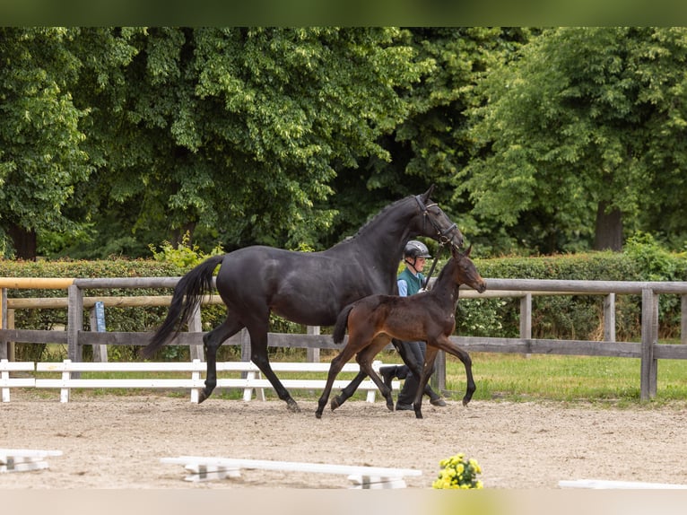 Trakehner Mare Foal (04/2026) Smoky-Black in Graditz