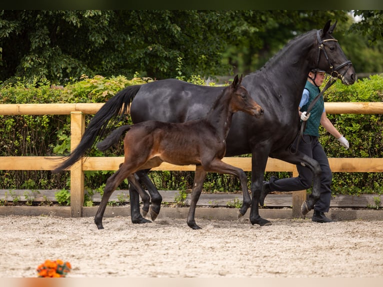 Trakehner Mare Foal (04/2026) Smoky-Black in Graditz