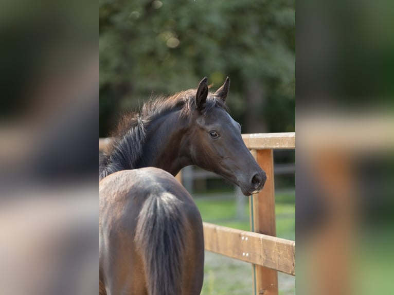 Trakehner Mare Foal (05/2026) Smoky-Black in Leichlingen