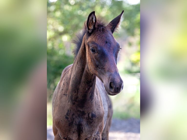 Trakehner Mare Foal (05/2025) Smoky-Black in Baruth/Mark