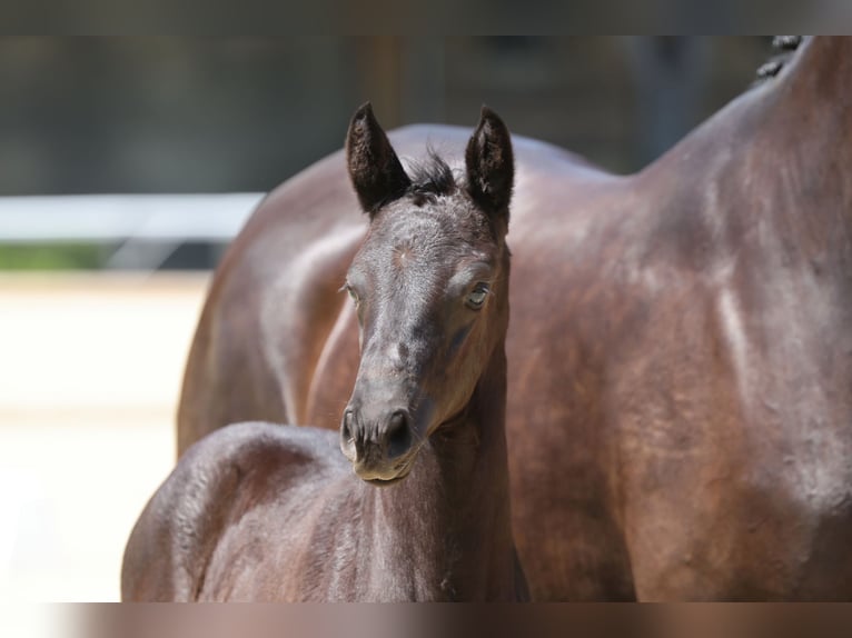 Trakehner Mare Foal (05/2026) Smoky-Black in Leichlingen