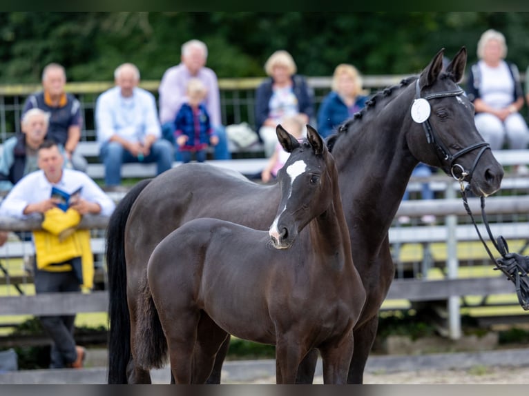 Trakehner Mare Foal (04/2025) Smoky-Black in Wohlmirstedt