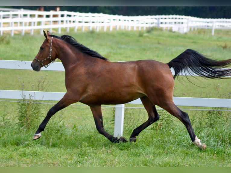 Trakehner Merrie 10 Jaar 163 cm Bruin in Bad Oldesloe