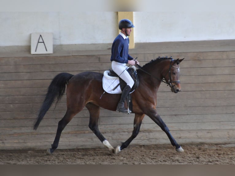 Trakehner Merrie 10 Jaar 163 cm Bruin in Bad Oldesloe