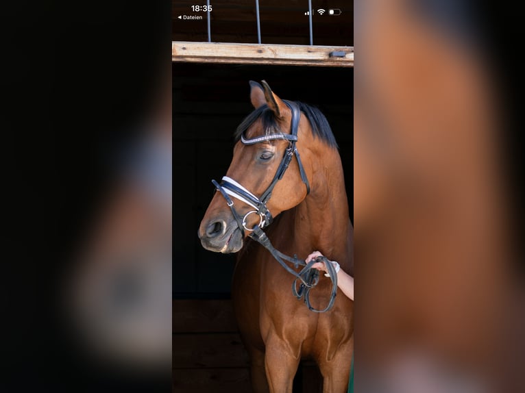 Trakehner Merrie 10 Jaar 164 cm Bruin in Passail