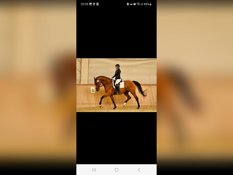 Trakehner Merrie 10 Jaar 164 cm Bruin in Passail