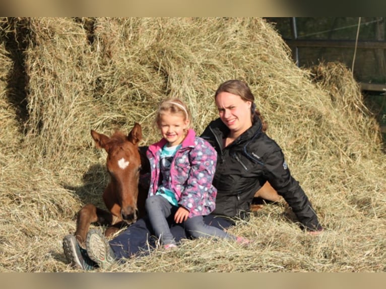 Trakehner Merrie 10 Jaar 166 cm Vliegenschimmel in Wehringen