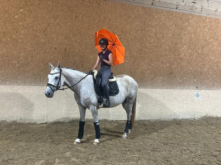 Trakehner Merrie 10 Jaar 166 cm Vliegenschimmel in Wehringen