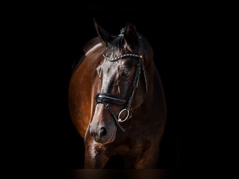 Trakehner Merrie 10 Jaar 168 cm Zwart in Palanga