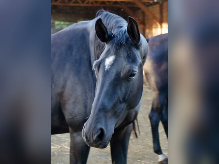Trakehner Merrie 10 Jaar 169 cm Zwart in Günzburg