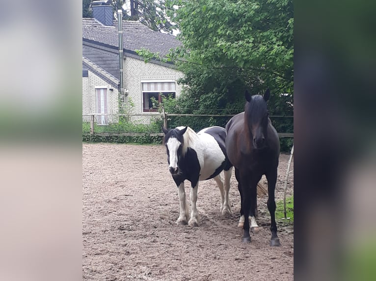 Trakehner Merrie 10 Jaar 169 cm Zwart in Zeven