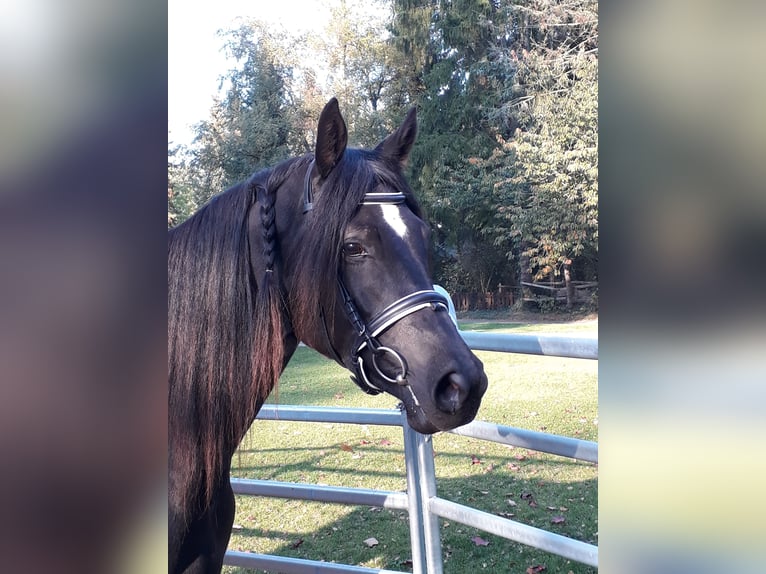 Trakehner Merrie 10 Jaar 169 cm Zwart in Zeven