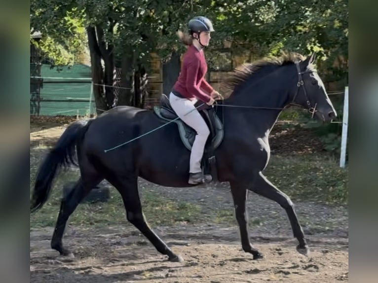 Trakehner Merrie 10 Jaar 170 cm Donkerbruin in Dresden