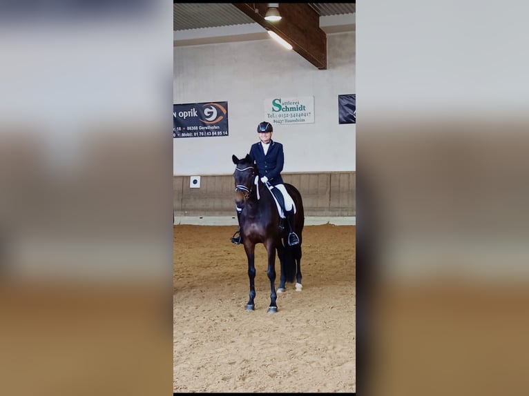Trakehner Merrie 10 Jaar 172 cm Donkerbruin in Günzburg