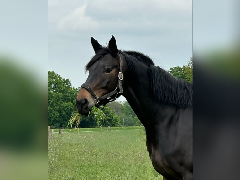 Trakehner Merrie 10 Jaar 174 cm Donkerbruin in Soest