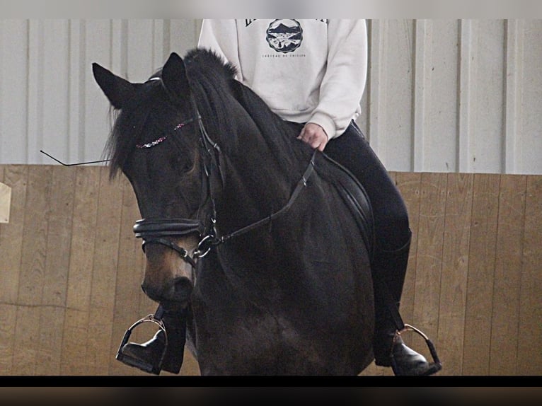 Trakehner Merrie 10 Jaar 174 cm Donkerbruin in Soest