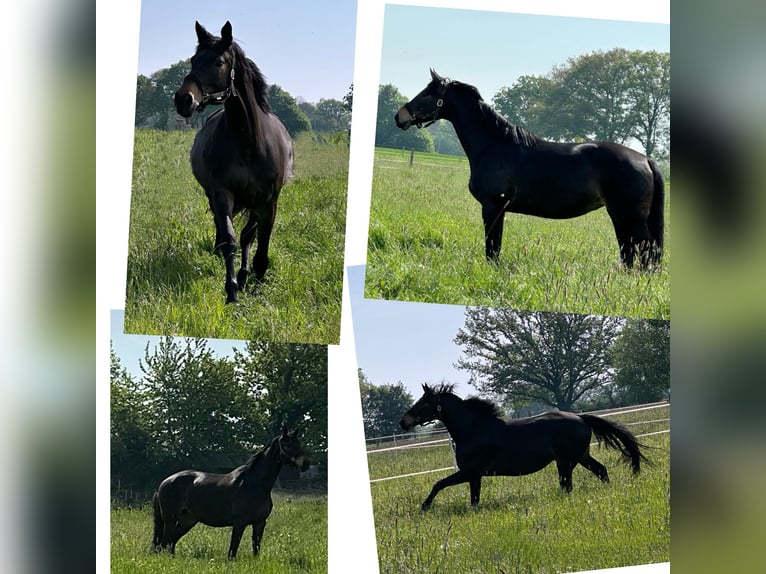 Trakehner Merrie 10 Jaar 174 cm Donkerbruin in Soest