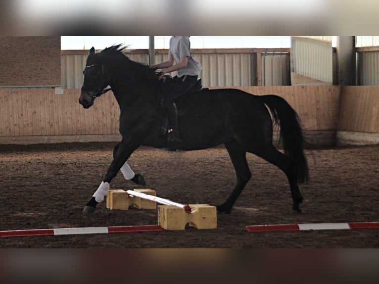 Trakehner Merrie 10 Jaar 174 cm Donkerbruin in Soest