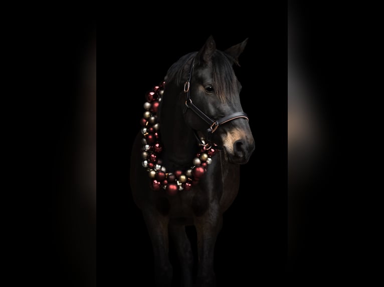 Trakehner Merrie 10 Jaar 174 cm Donkerbruin in Soest