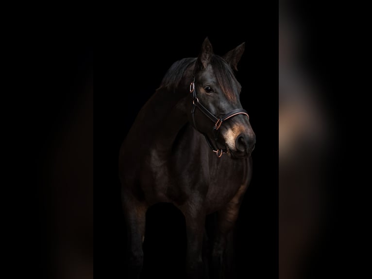 Trakehner Merrie 10 Jaar 174 cm Donkerbruin in Soest