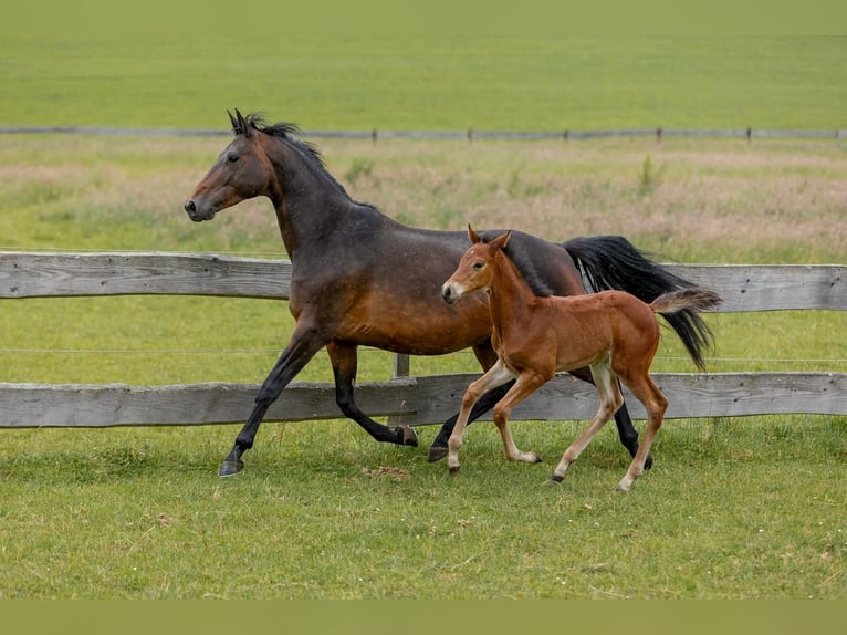 Trakehner Merrie 10 Jaar Bruin in Mirbach