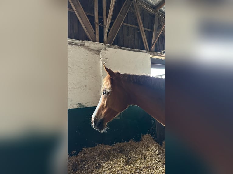 Trakehner Merrie 10 Jaar Vos in Dresden