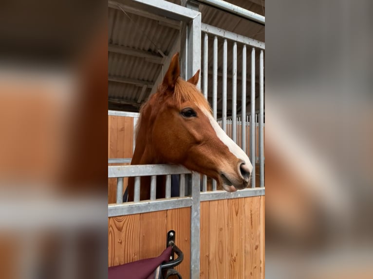 Trakehner Merrie 10 Jaar Vos in Dresden