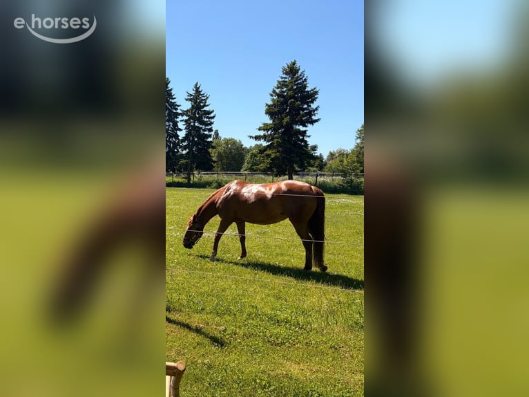 Trakehner Merrie 11 Jaar 164 cm Vos in Jüterbog