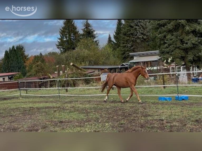 Trakehner Merrie 11 Jaar 164 cm Vos in Jüterbog