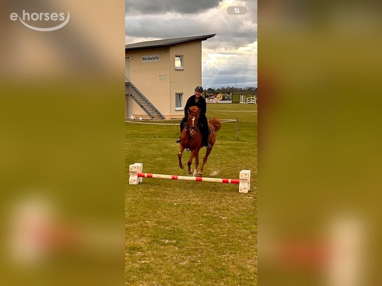 Trakehner Merrie 11 Jaar 164 cm Vos in Jüterbog