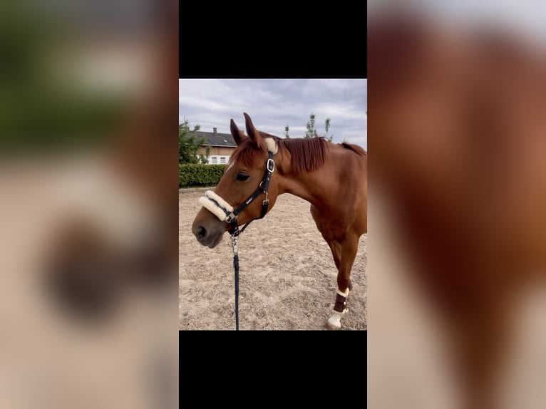 Trakehner Merrie 11 Jaar 164 cm Vos in Wernau