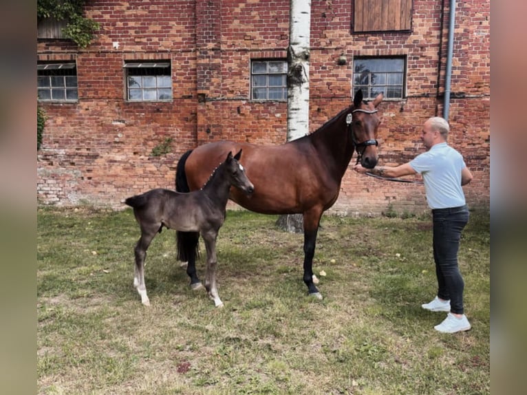 Trakehner Merrie 11 Jaar 165 cm Bruin in Ludwigslust
