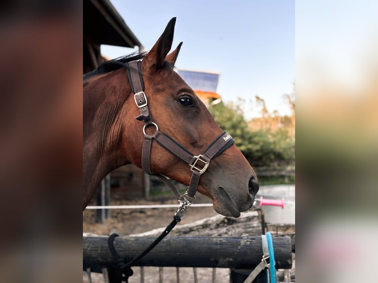 Trakehner Merrie 11 Jaar 165 cm Bruin in Ludwigslust