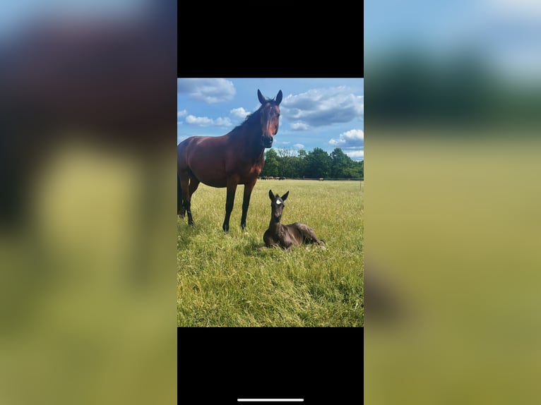 Trakehner Merrie 11 Jaar 165 cm Bruin in Ludwigslust