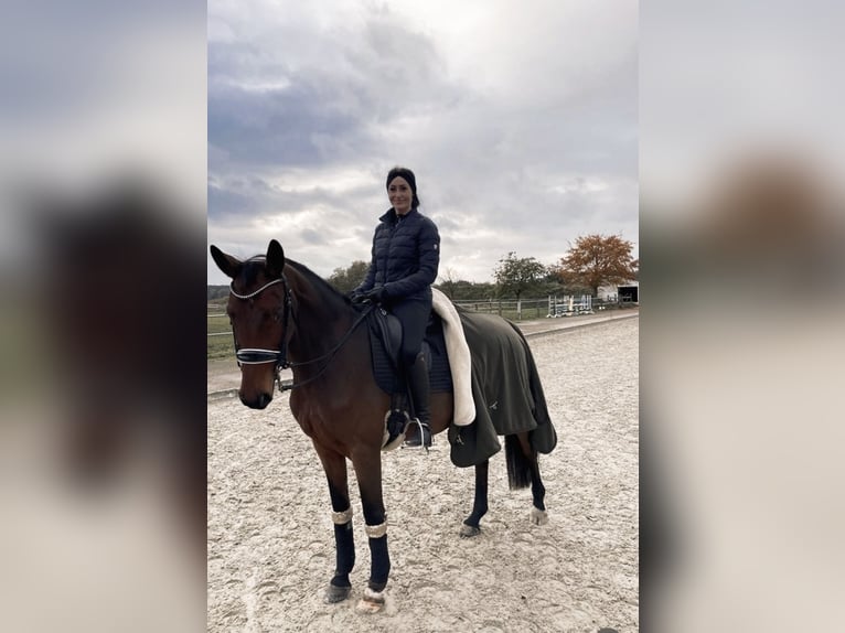 Trakehner Merrie 11 Jaar 165 cm Bruin in Ludwigslust