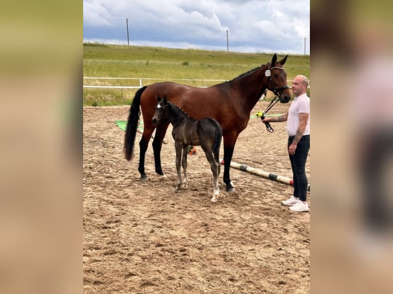 Trakehner Merrie 11 Jaar 165 cm Bruin in Ludwigslust