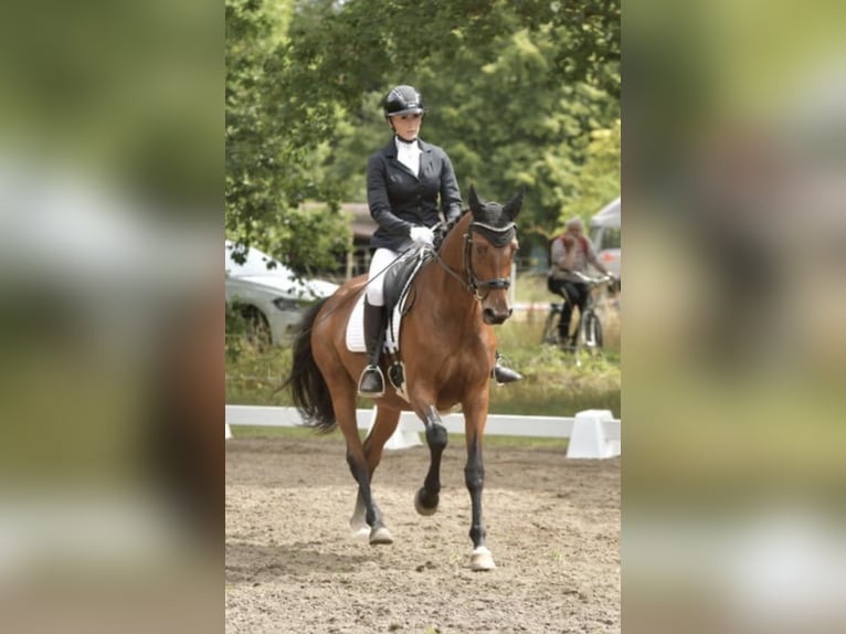 Trakehner Merrie 11 Jaar 165 cm Bruin in Ludwigslust